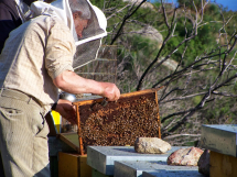 Una Giornata di Miele: un&#039;immersione golosa nel mondo del miele dell’Arcipelago Toscano
