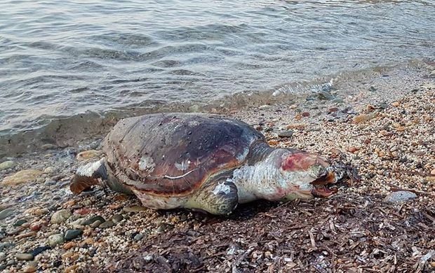 Caretta Spiaggiata