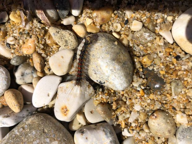 seccione bruchi in spiaggia 1