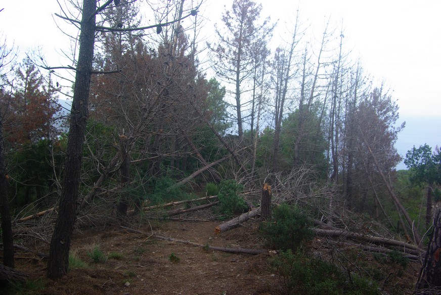 Moria di Pini a Calamita   (1)