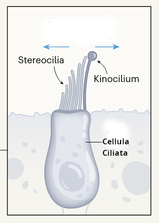 cell