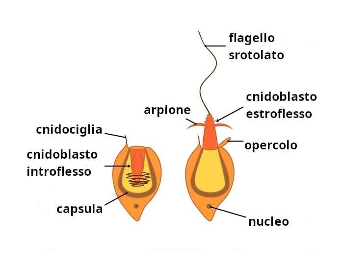 fig1 elbareport10