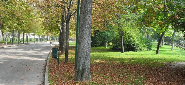 alberi in città 620