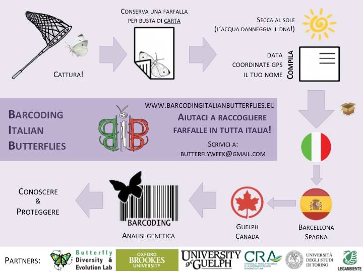 barcoding cercasi