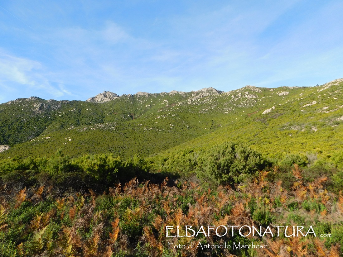 fianchi meridionali monte capanne foto marchese