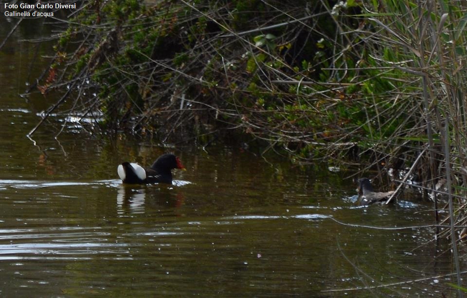 Gallinella d'acqua