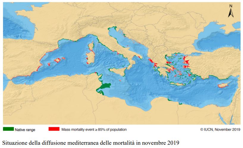 Pinne Nobilis carta Iucn (1)