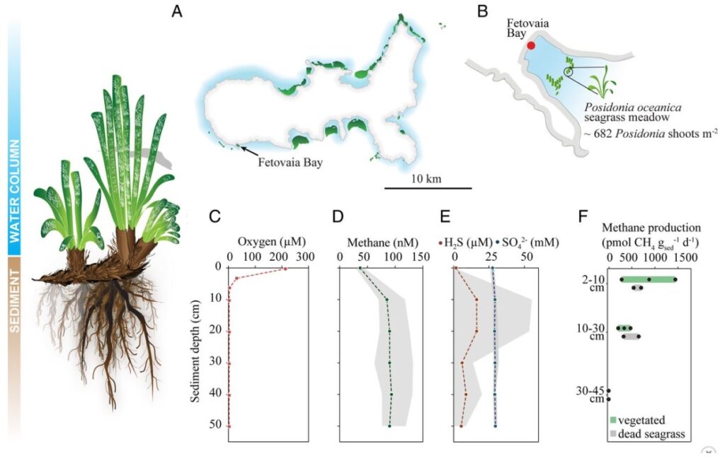 praterie di posidonia continuano a rilasciare metano 1 1024x662