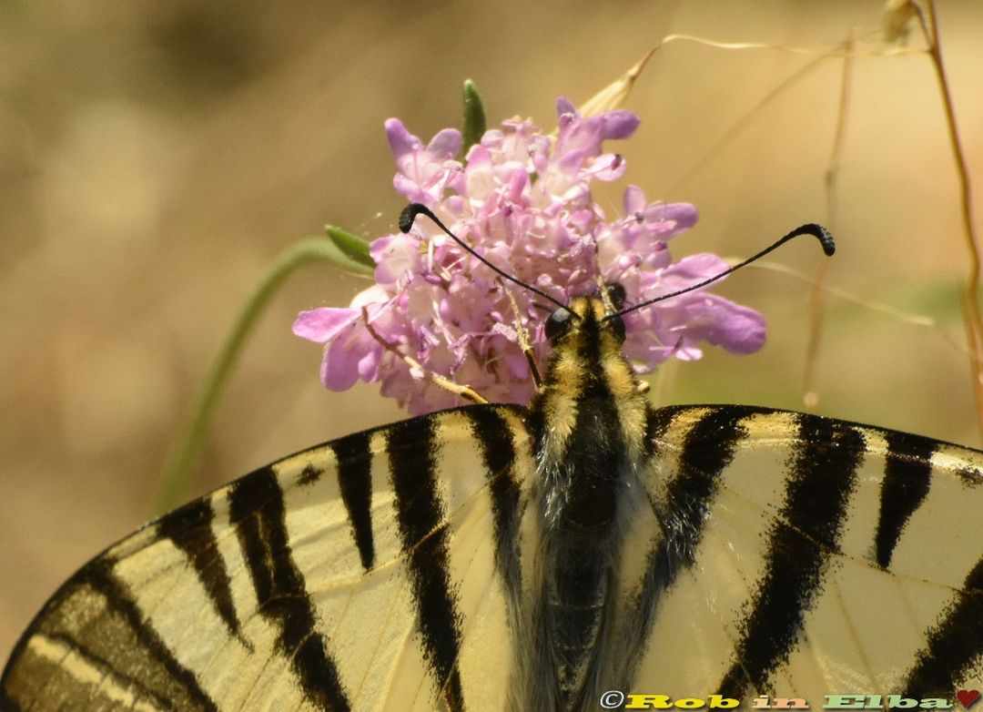 Podalirio (Iphiclides podalirius) (1)