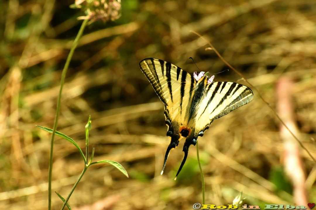 Podalirio (Iphiclides podalirius) (3)