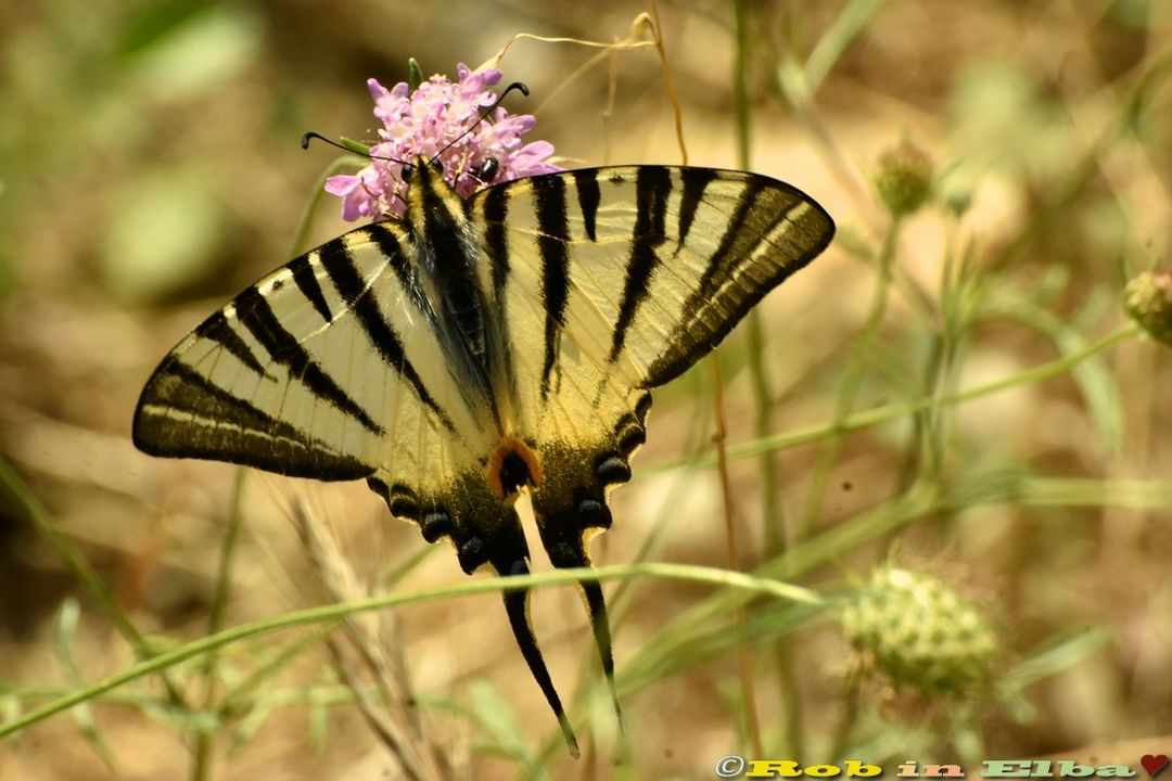 Podalirio (Iphiclides podalirius) (4)