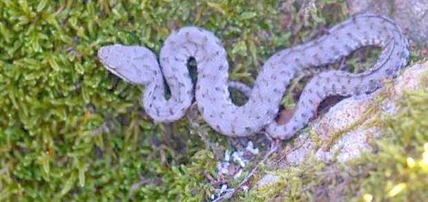 Vipera aspis co