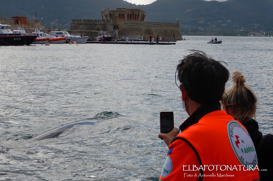 balena 4 foto marchese - Copia