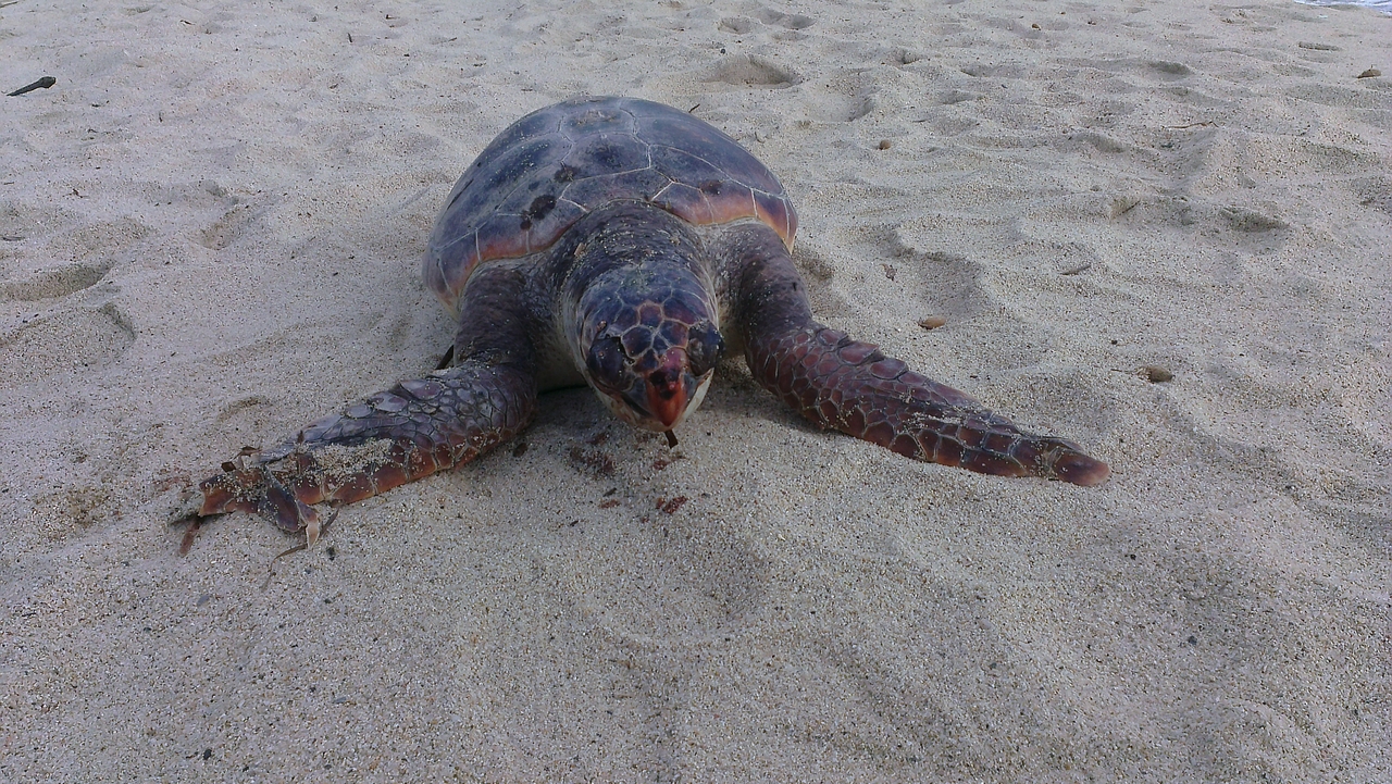 Rinvenuta tartaruga morta sulla spiaggia di Marina di Campo