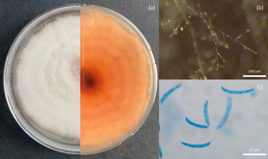 ceppo di Fusarium oxysporum isolato da uova di tartaruga marina non schiuse