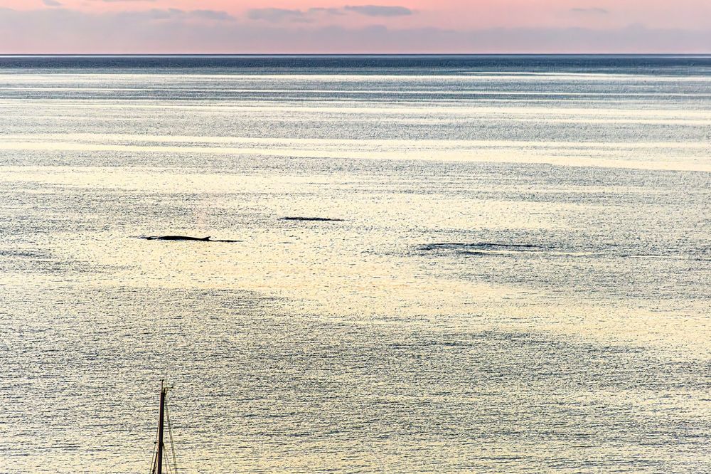 cetacei marciana marina 1