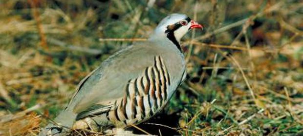 chukar co