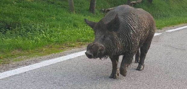 cinghiale su strada 2 620