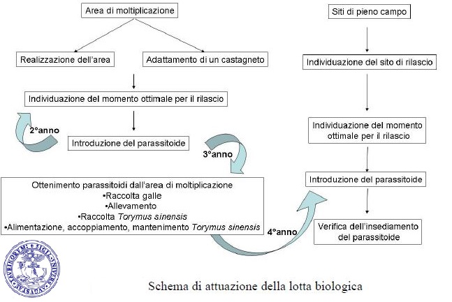 lotta biologica cinipede