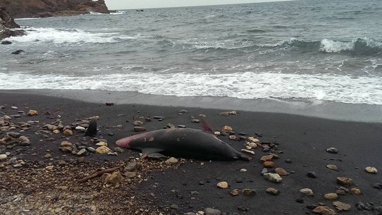 delfino spiaggiato terranera