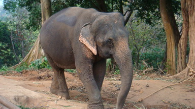 elefante