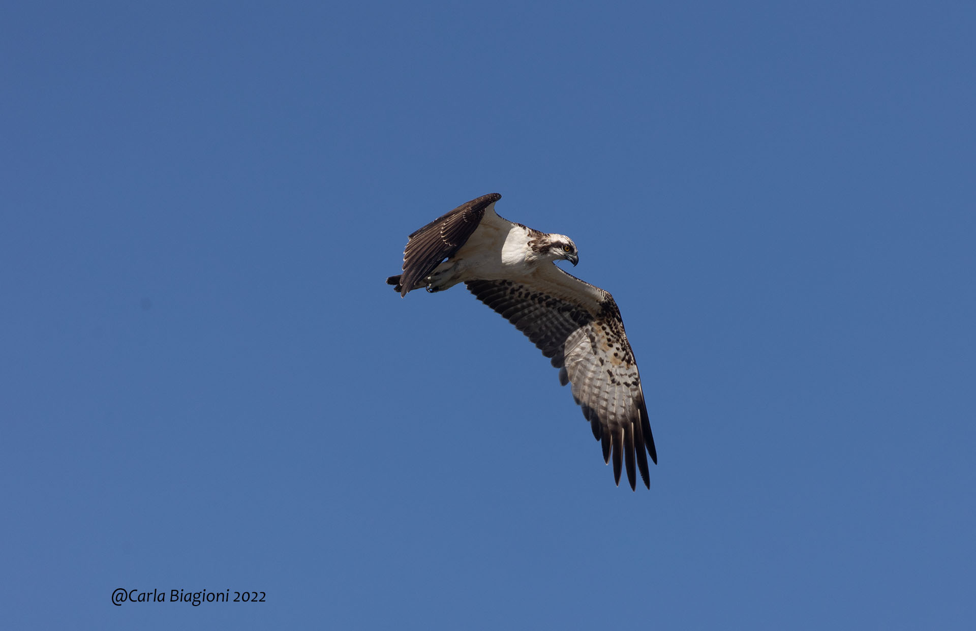 falco pescatore san giovanni (6)