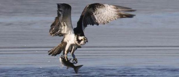 falco pescatore in caccia