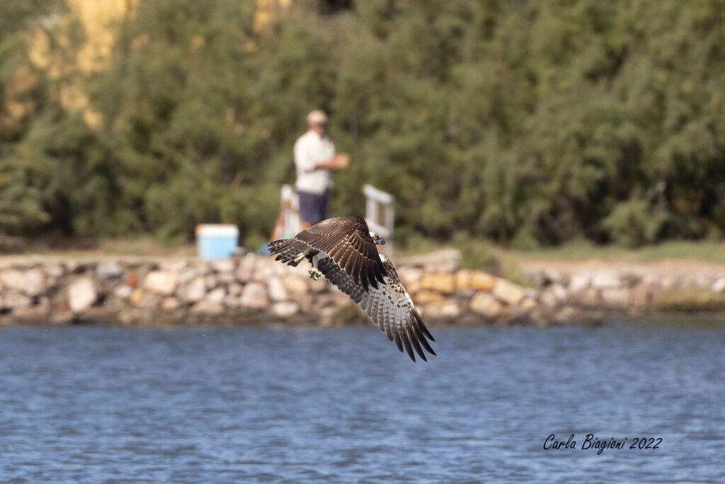 Falco Pescatore 1 1024x683