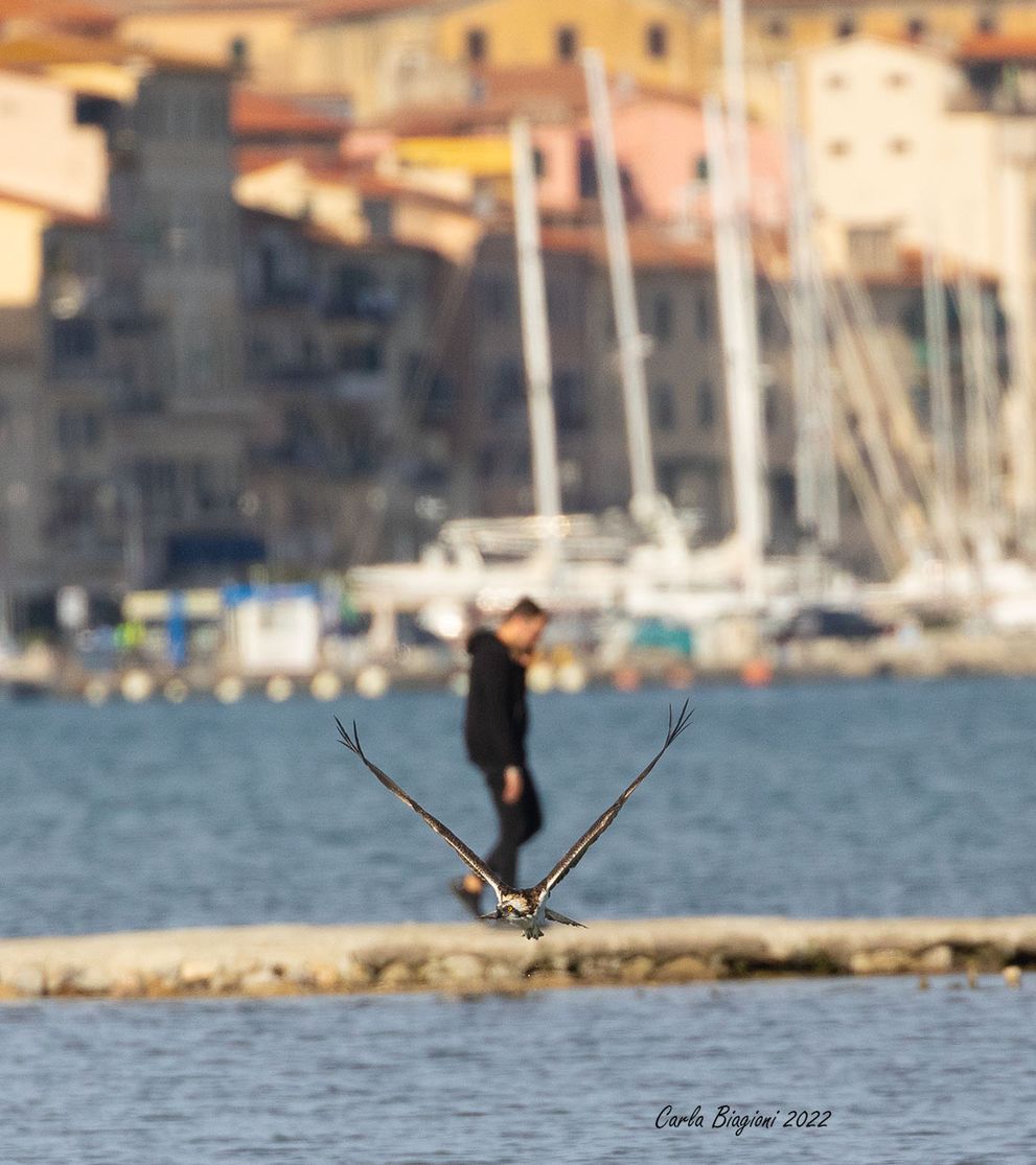 falco pescatore san giovanni ottobre (1)