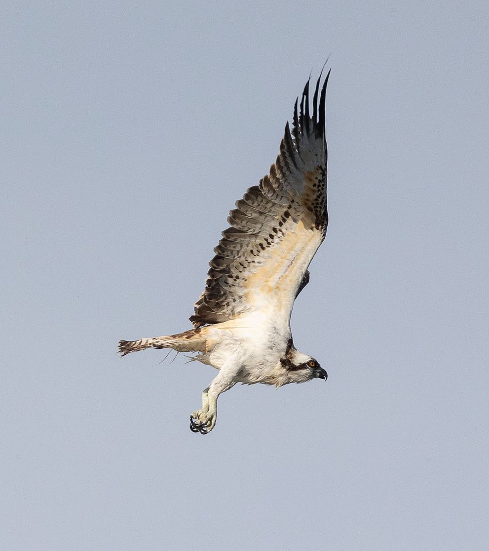 falco pescatore san giovanni ottobre (3)