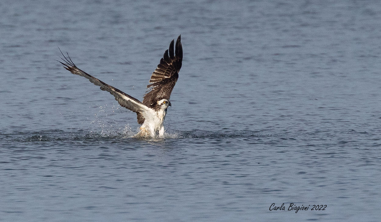 falco pescatore san giovanni ottobre (5)