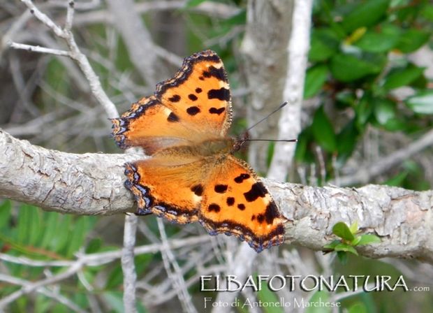 Nymphalis polychloros foto Antonello Marchese (2) - Copia