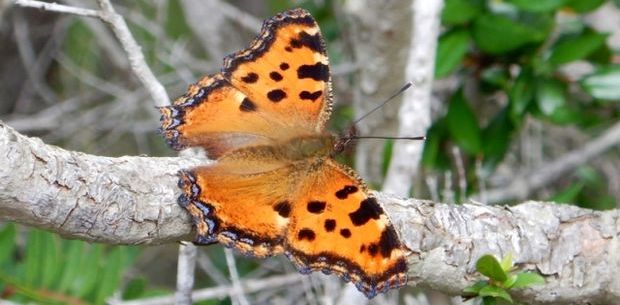 Nymphalis polychloros foto Antonello Marchese co