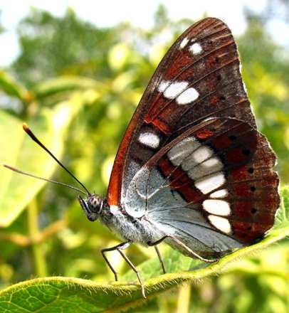 limenitis