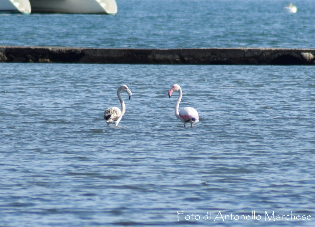 fenicotteri stetembre 2018 foto marchese (2) - Copia