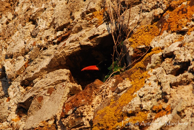 gracchio corallino foto marchese (2)