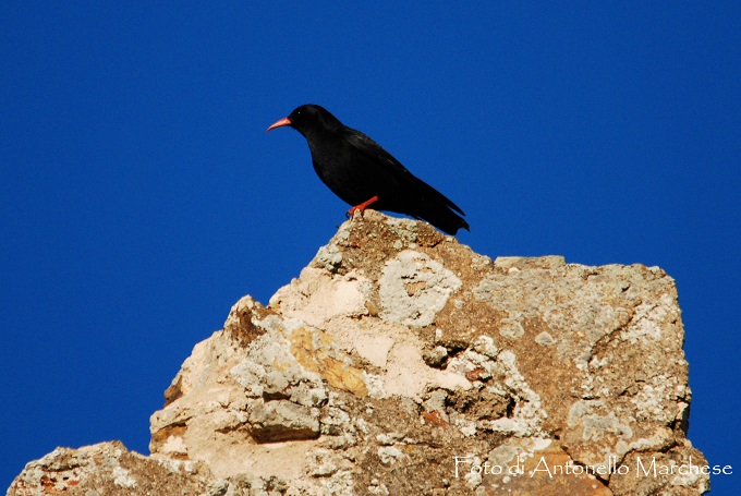 gracchio corallino foto marchese (3)