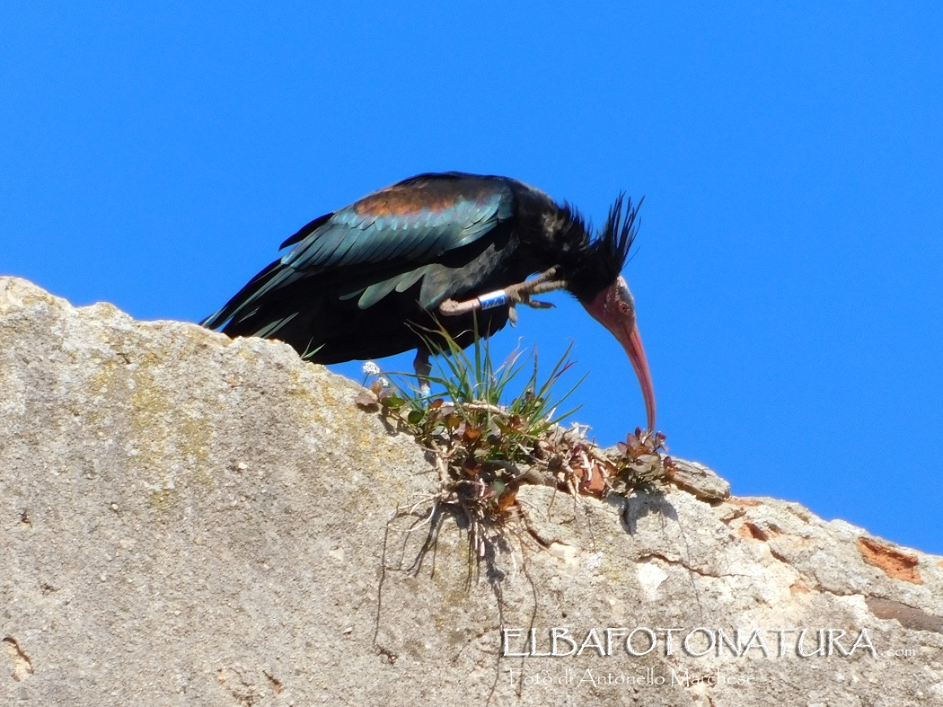 Ibis eremita foto Marchese (3)