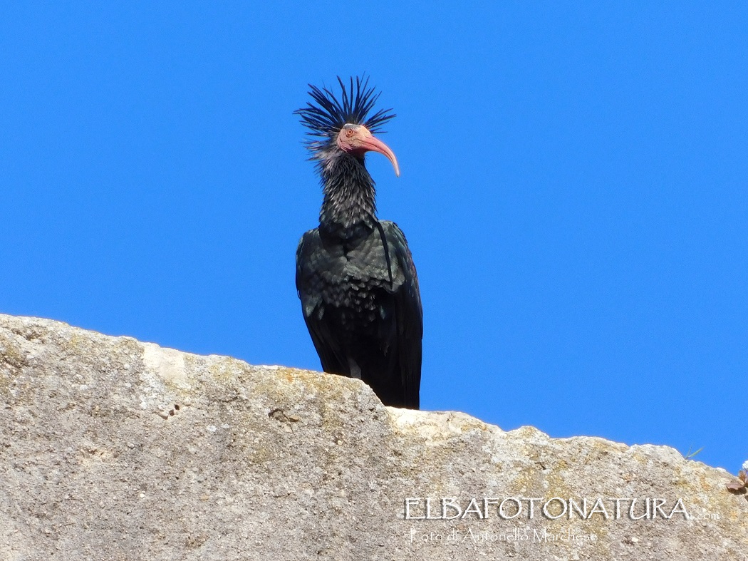 Ibis eremita foto Marchese (4)