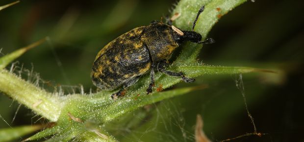 Larinus scolymi 620