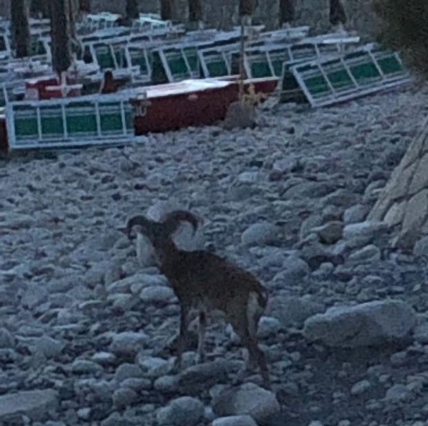 muflone da spiaggia singolo