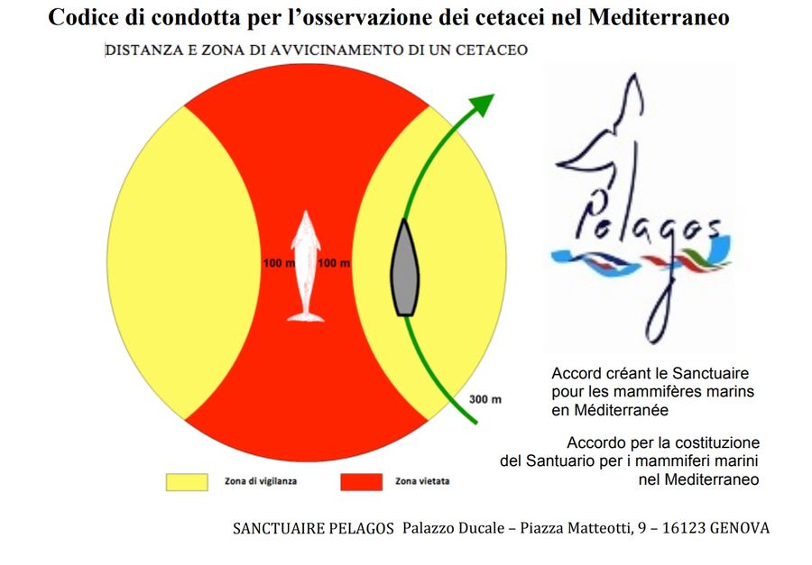 osservazione dei cetacei codice di condotta