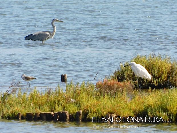 pantana, garzetta e airone alle saline