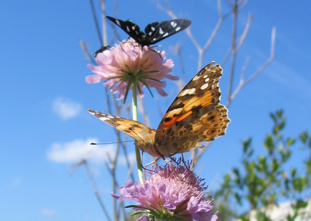 cinthia cardui010