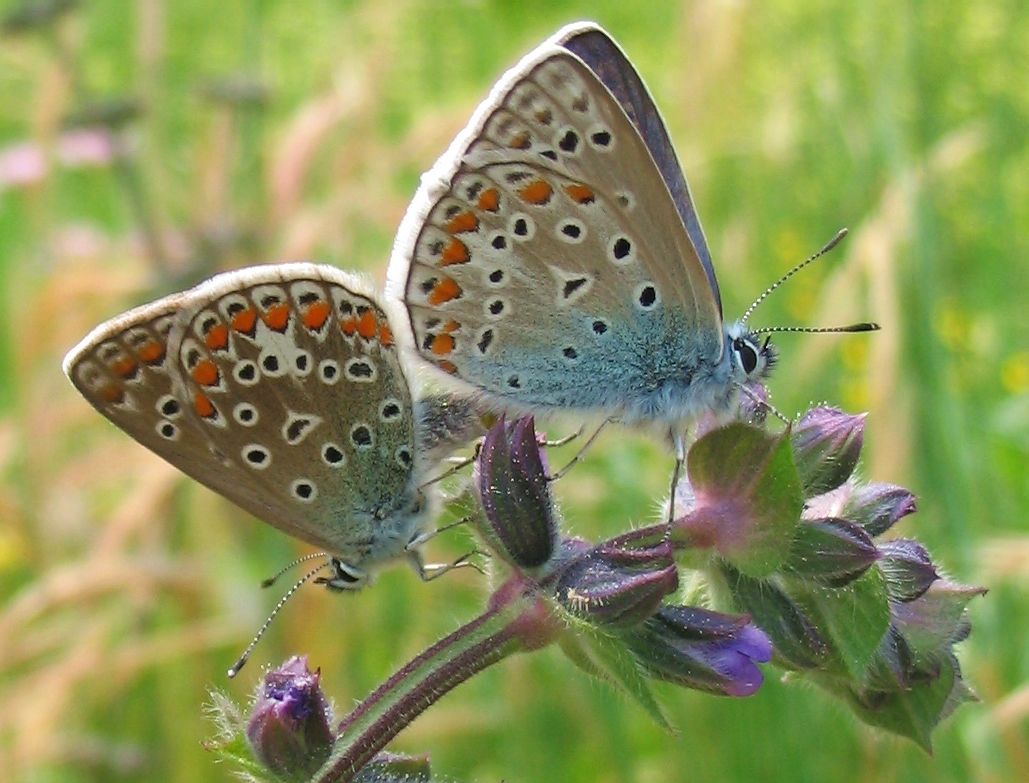 polimmatus icarus 005