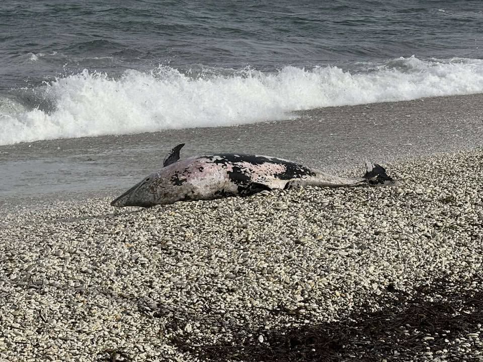 stenella spiaggiata ghiaie