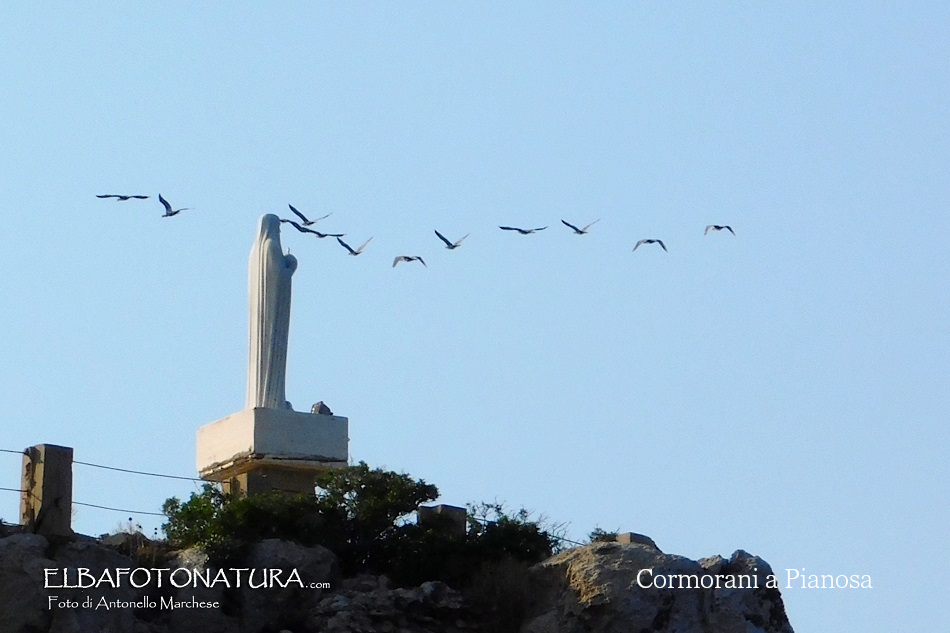 3 Cormorani a Pianosa Foto Marchese