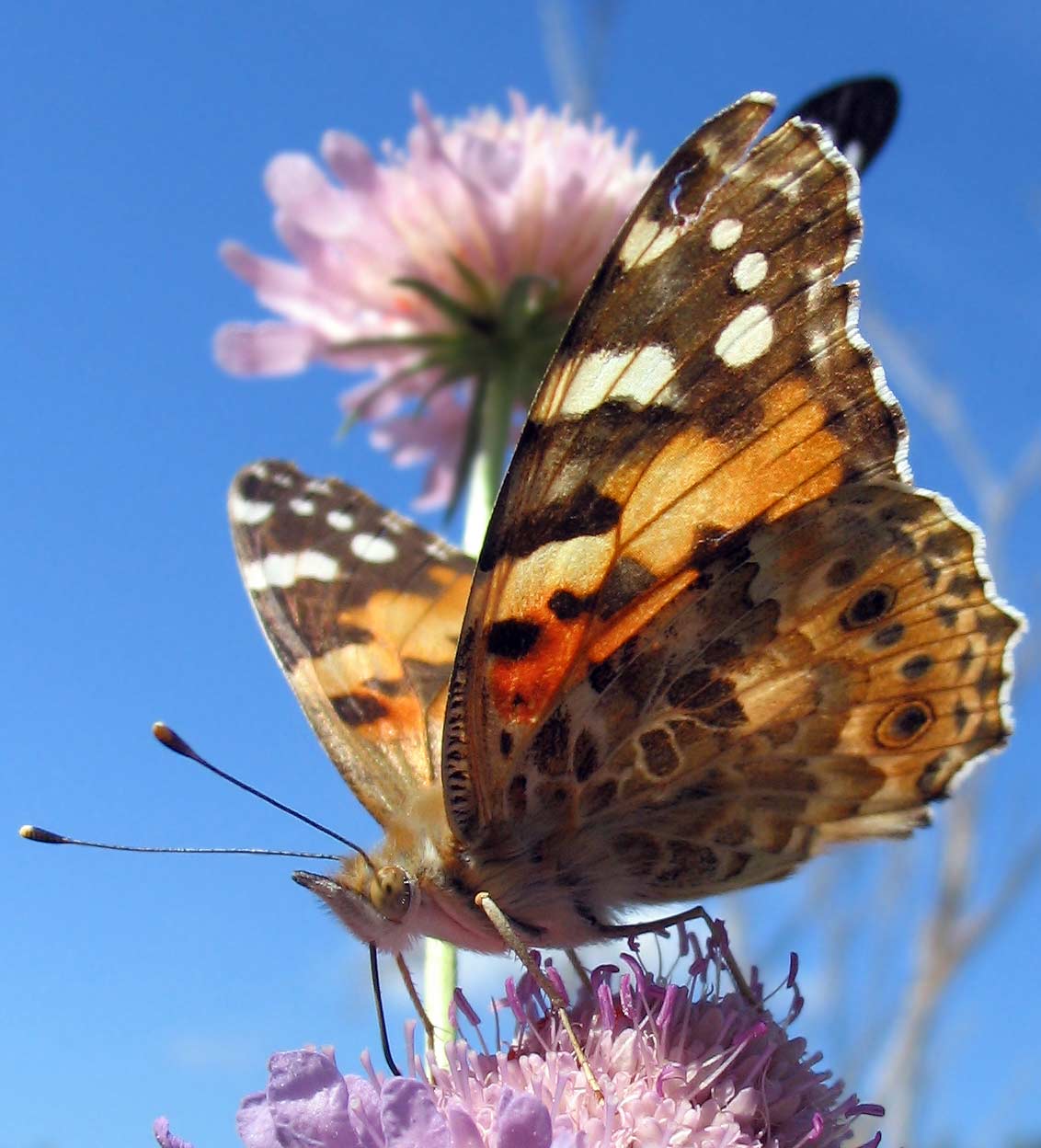 vanessa-cardui