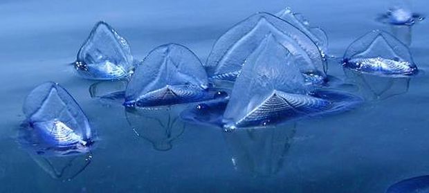 velella co