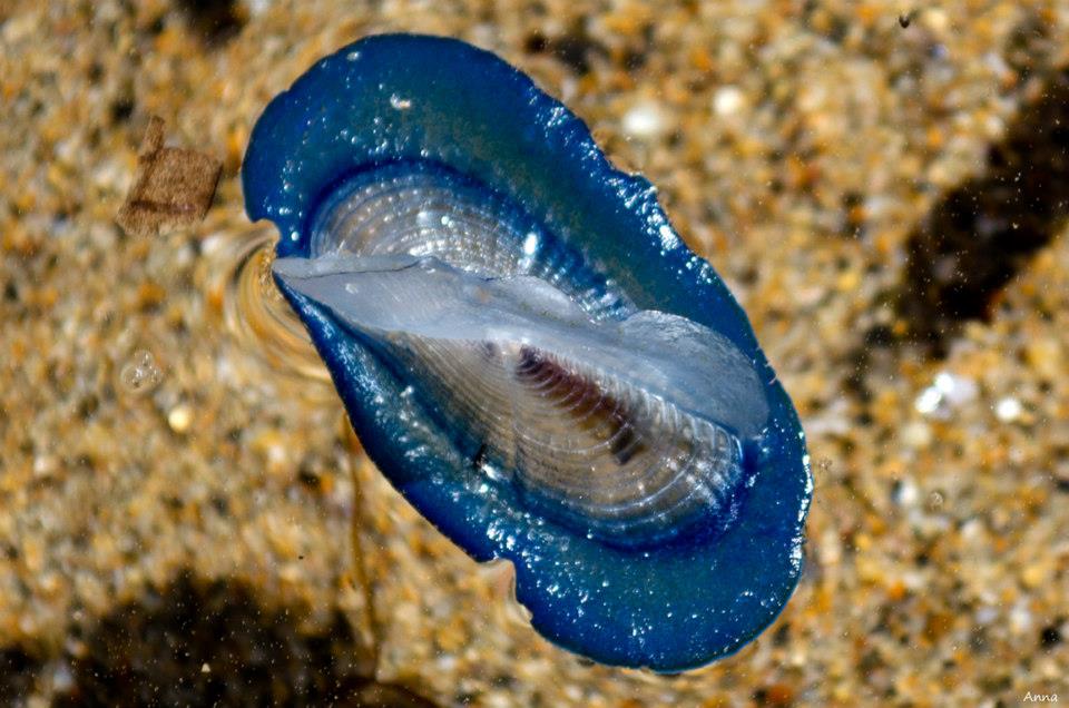 velella marconi